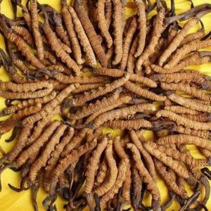 海北收购冬虫夏草-按王级-上级-中级-下级定等以质论克价