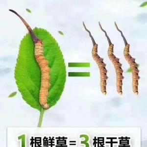 十堰市收购冬虫夏草-按王级-上级-中级-下级定等以质论克价