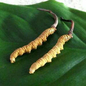 石河子市收购冬虫夏草-按王级-上级-中级-下级定等以质论克价