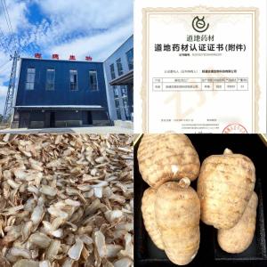 昭通小草坝天麻收购：古德生物以全产业链实力诚邀优质货源合作