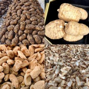 昭通鲜天麻种类：古德生物的品质细分与产业服务