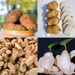 昭通鲜天麻长什么样子？古德生物带你识地道好天麻