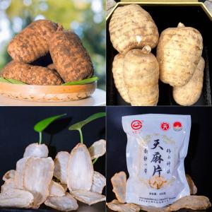 昭通小草坝天麻品种：古德生物解锁道地品种的价值密码