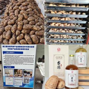 昭通小草坝天麻加工制作过程：古德生物的科技传承与品质匠心