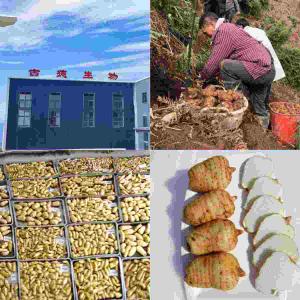 昭通鲜天麻栽培：古德生物以科学体系筑牢道地品质根基