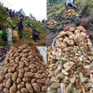 昭通鲜天麻有多少种？古德生物带你读懂分类与价值