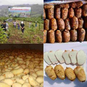 昭通鲜天麻价格：古德生物带你读懂价值，选对高性价比采购方案