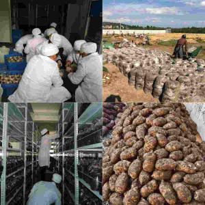 昭通天麻与蜜环菌：古德生物解锁共生密码，培育高品质天麻