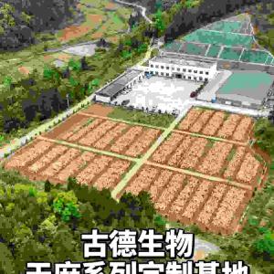 天麻定制代工古德生物原料保障生产顺利浸出物15%