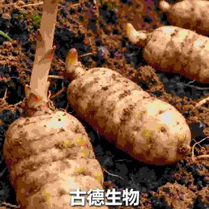 古德生物高含量天麻适配膳食补充天麻素0.3%浸出物20%